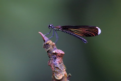 Rhinocypha monochroa