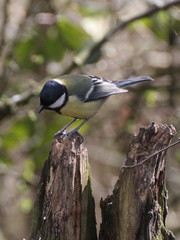 Parus major