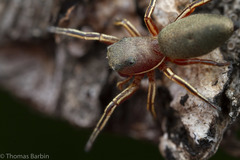 Tutelina similis