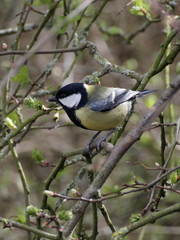 Parus major