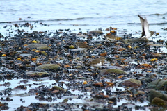 Charadrius modestus