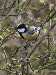 Parus major