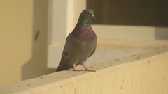 Columba livia domestica