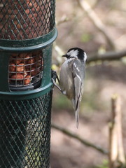 Periparus ater