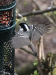 Periparus ater
