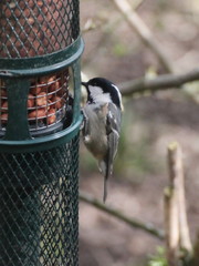 Periparus ater