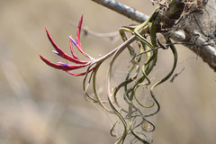 Tillandsia caput-medusae