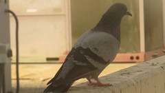 Columba livia domestica