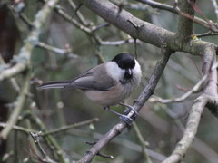 Poecile montanus