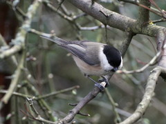 Poecile montanus