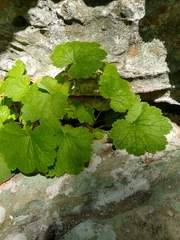 Heuchera missouriensis