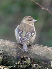 Fringilla coelebs