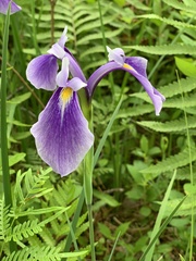 Iris tridentata