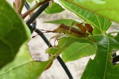 Chondrocera laticornis