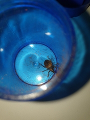 Otiorhynchus aurifer