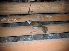 Orthotomus sutorius