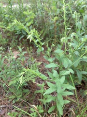 Lithospermum virginianum