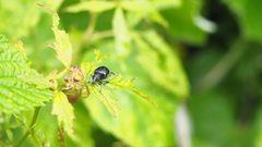 Otiorhynchus gemmatus