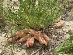 Astragalus megacarpus