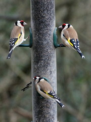 Carduelis carduelis