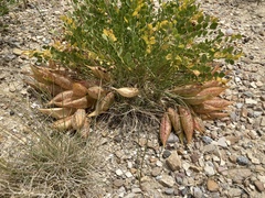 Astragalus megacarpus