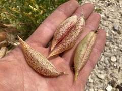 Astragalus megacarpus