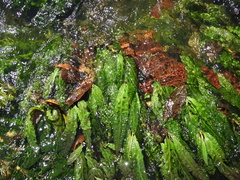 Apinagia longifolia