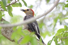 Melanerpes pygmaeus