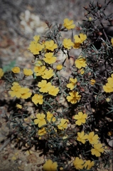 Hibbertia acerosa