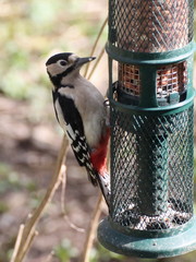Dendrocopos major