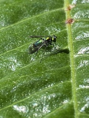 Condylostylus patibulatus