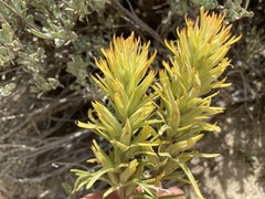 Castilleja flava flava