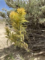 Castilleja flava flava