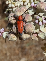 Tetraopes basalis