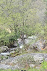 Alnus lusitanica