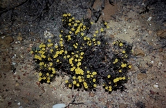 Hibbertia acerosa