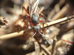 Formica pratensis