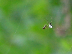 Argyrodes argyrodes