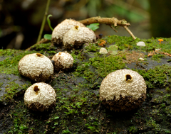 Lycoperdon compactum