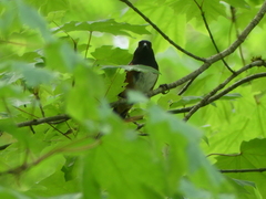 Pipilo maculatus oregonus