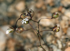 Nemacladus sigmoideus