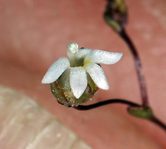 Nemacladus sigmoideus