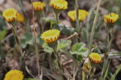 Tussilago farfara