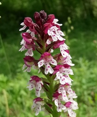 Neotinea ustulata ustulata