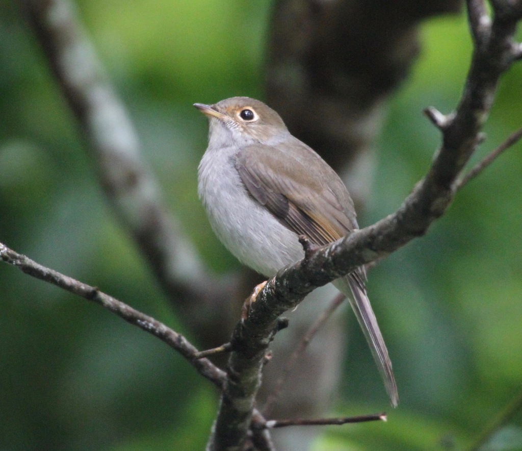 Cuban Solitaire (Myadestes elisabeth) photo