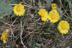 Tussilago farfara