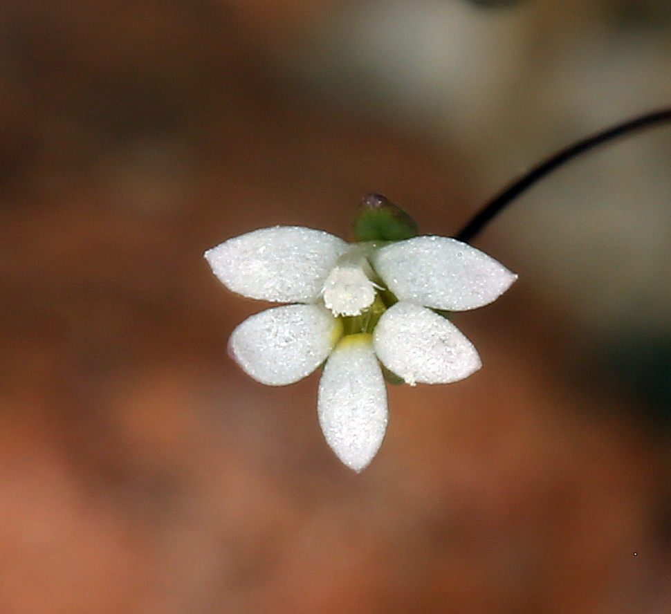 Nemacladus sigmoideus