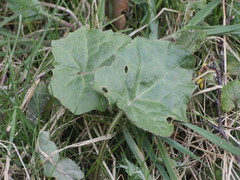 Tussilago farfara
