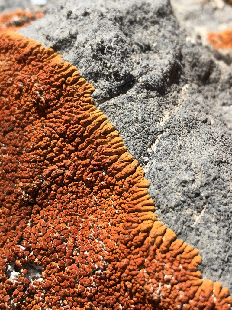 Desert Firedot Lichen