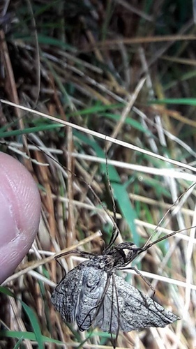 Neopilionidae